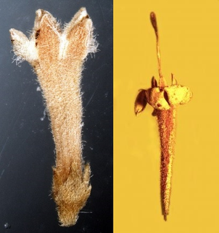 Biologically, these are known as “twinsies.” Credit Left: Lena Struwe. Credit Right: George Poinar